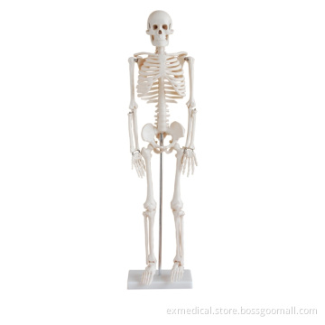 Human Skeleton Model (85cm)